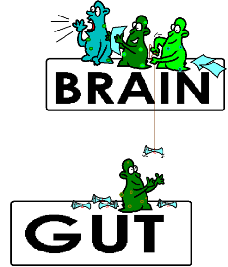 gut-bacteria-controlling-brain